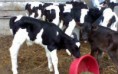 100 Holstein Bred Heifers